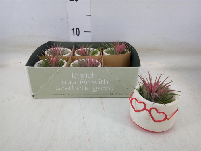 <h4>Arr. Tillandsia L%</h4>