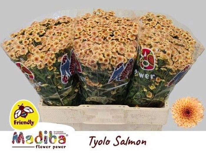<h4>CHR SAN MADIBA SALMON TYOLO CHR S M</h4>