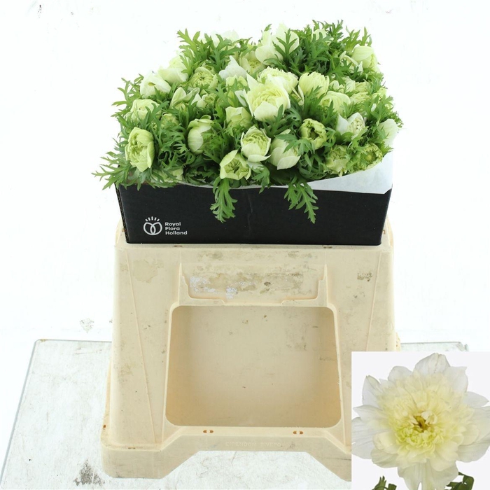 <h4>ANEM CO LEV BIANCO</h4>