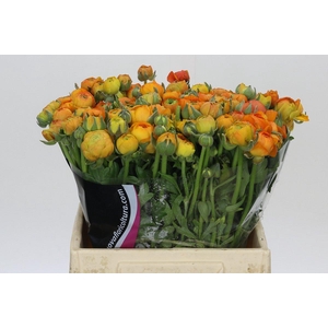 Ranunculus Elegance Orange