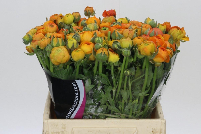 <h4>Ranunculus Elegance Orange</h4>