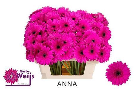 <h4>Ge Mi Anna</h4>