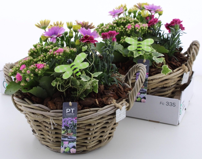 <h4>ARR TUINPLANTEN</h4>