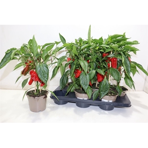 arr8 Paprika Planten