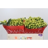 Hypericum Smiley Romance