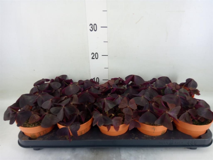 <h4>Oxalis trian.</h4>