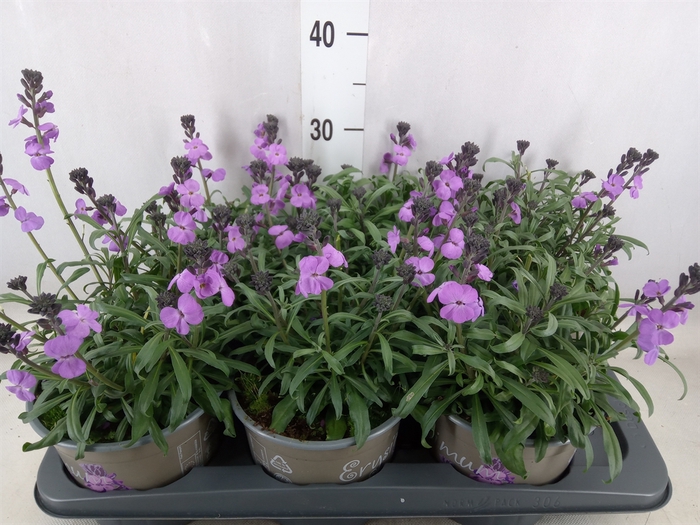 <h4>Erysimum linifolium</h4>