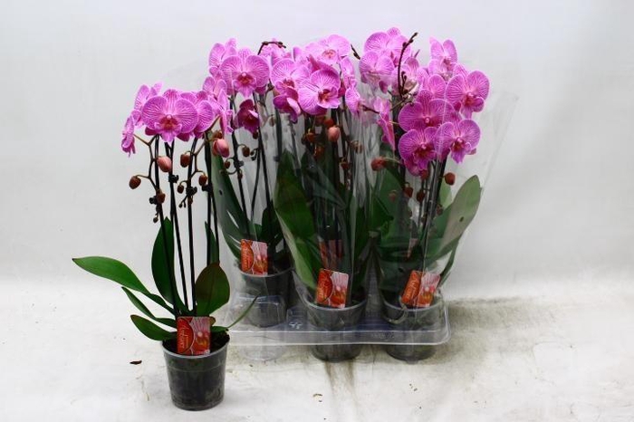 <h4>PHAL EL CASCADE</h4>