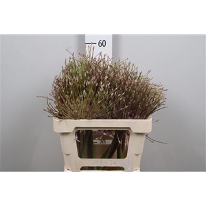Allium Schubertii