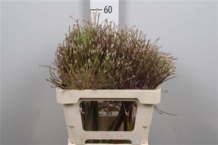 <h4>Allium Schubertii</h4>