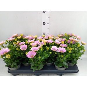 Osteospermum  'Margarita Pink Flar'
