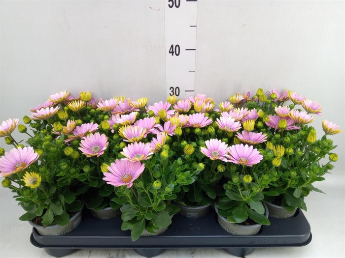 <h4>Osteospermum 'Margarita Pink Flar'</h4>