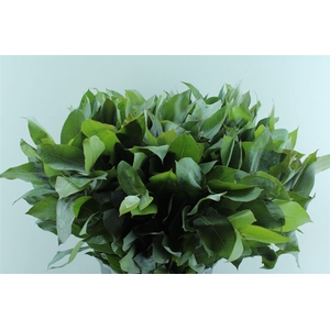 Euca Robusta Potlood Per Stem