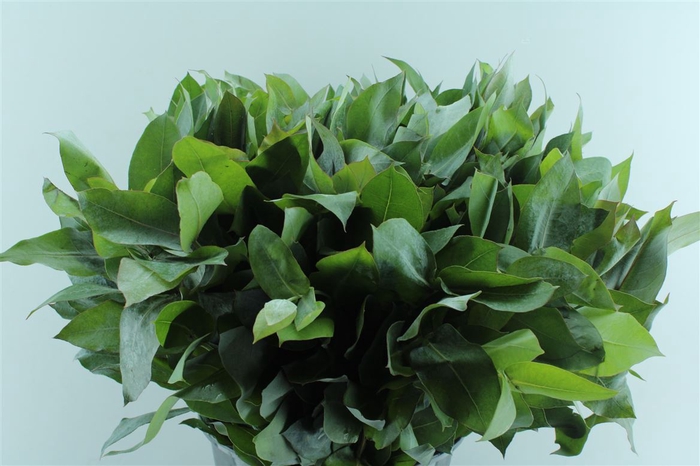 <h4>Euca Robusta Potlood Per Stem</h4>