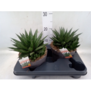 Gasteria