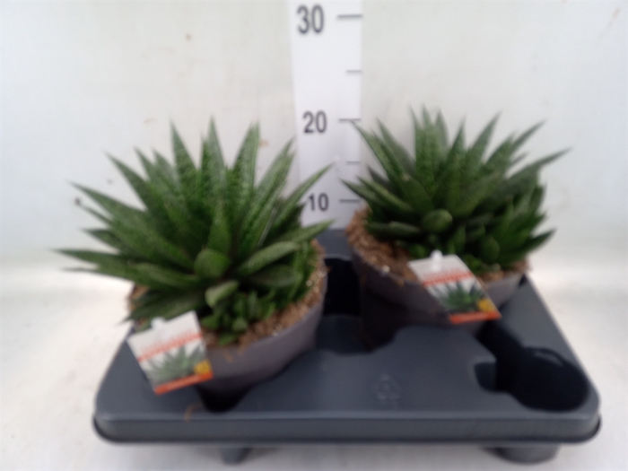 <h4>Gasteria</h4>