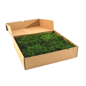 Fern moss Gepreserveerd ca. 0,25 m2