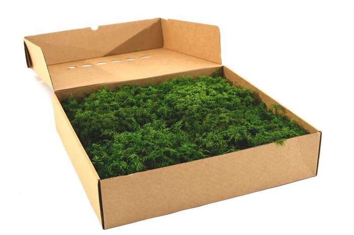 <h4>Fern Moss Gepreserveerd Ca. 0.25 M2</h4>