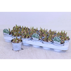 MUSCARI WHITE MAGIC P9