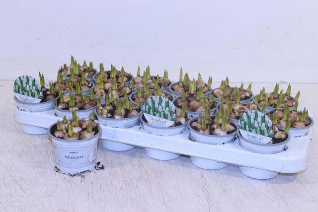 <h4>MUSCARI WHITE MAGIC P9</h4>