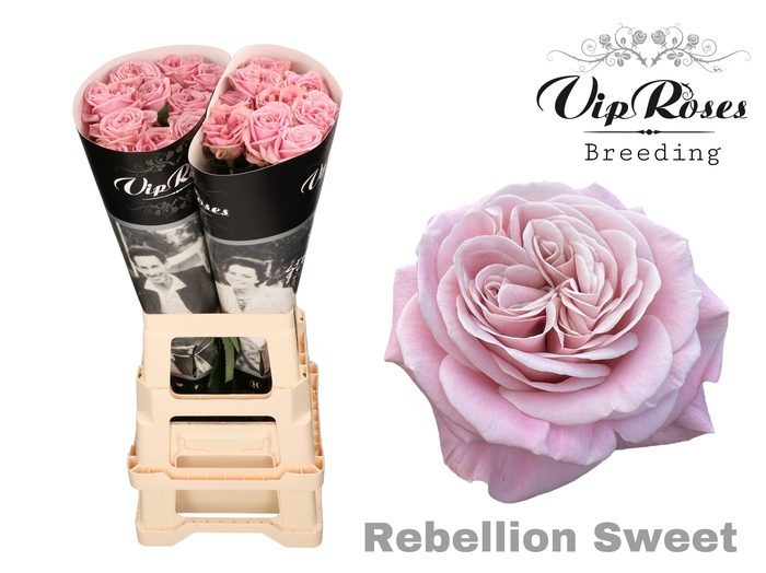 R GR VIP NEW REBELLION SWEET