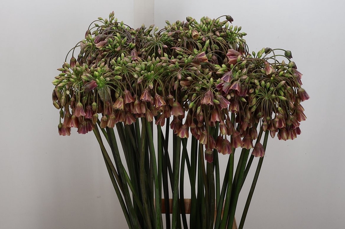 <h4>Allium Nect Siculum Bulgar</h4>