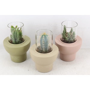 Arr3 Demi - Cactus In Glas Standaard X8