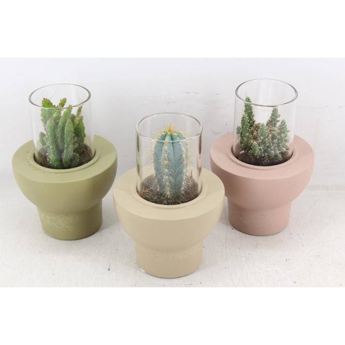 <h4>Arr3 Demi - Cactus In Glas Standaard X8</h4>