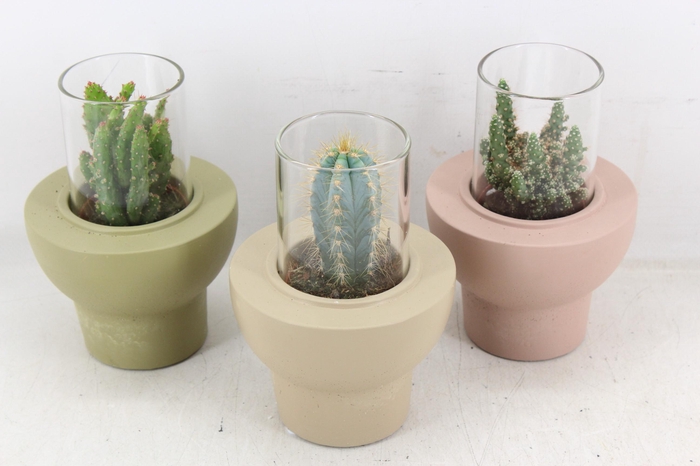 Arr3 Demi - Cactus In Glas Standaard X8