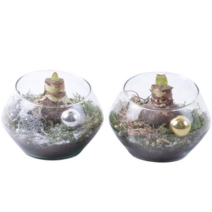 Christmas Arr. Amaryllis Glass Oblique UFO Vase Ø15cm 1PP