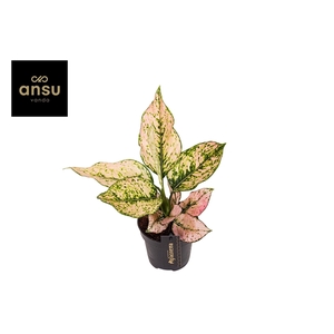 Aglaonema Rosy