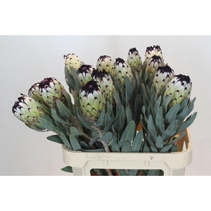 PROTEA MAG NIOBE
