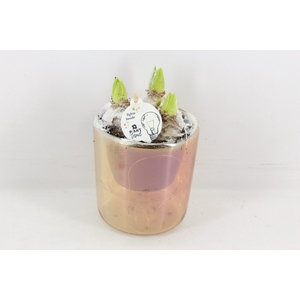 arr4 Hyacint PL - Glas pot goud LED