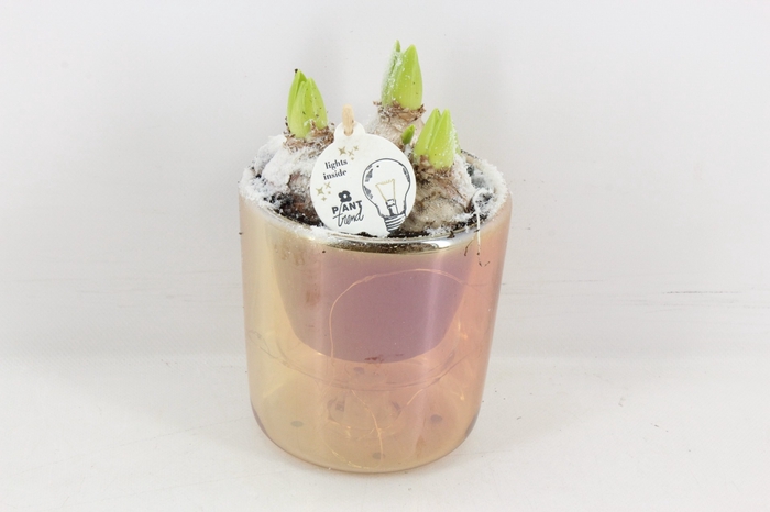 arr4 Hyacint PL - Glas pot goud LED