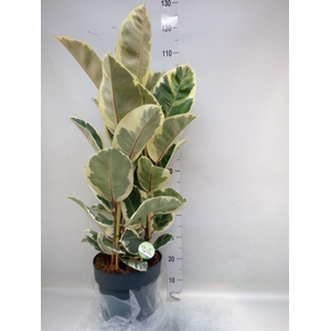 Ficus elastica 'Tineke'