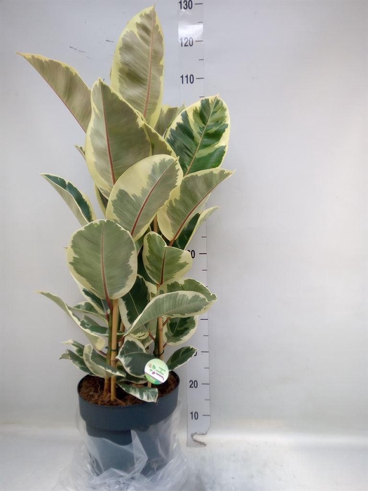 <h4>Ficus elastica 'Tineke'</h4>