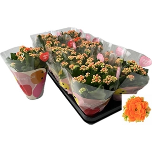 Kalanchoe Rose Flowers Agnes 10,5Ø 22cm