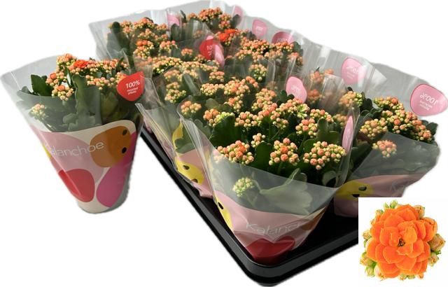 Kalanchoe Rose Flowers Agnes 10,5Ø 22cm