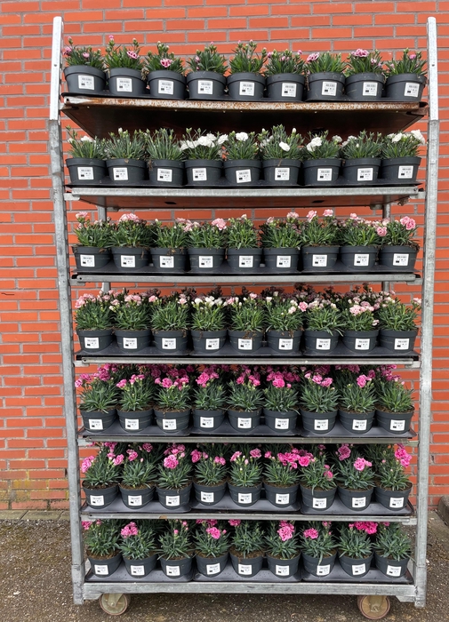 <h4>DIAN OVERIG</h4>