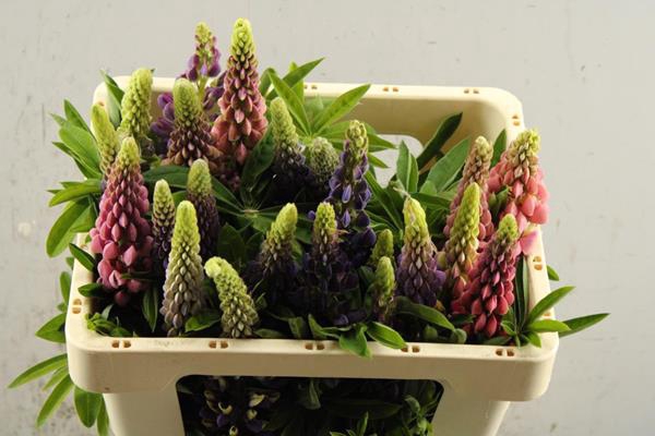 <h4>Lupinus Gemengd (50cm)</h4>
