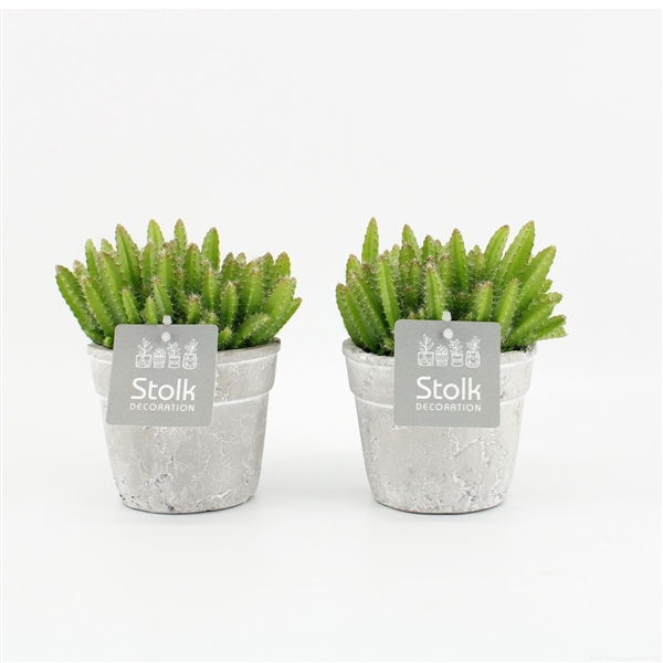 <h4>Hylocereus Undatus in stone look pot</h4>