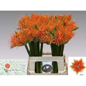 SCAD M FLAME