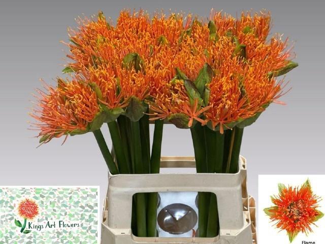 <h4>SCAD M FLAME</h4>