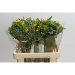 Helianthus Orange Fire