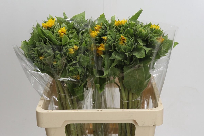 Helianthus Orange Fire