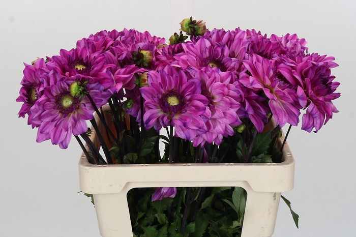 <h4>Dahlia Ravelli</h4>