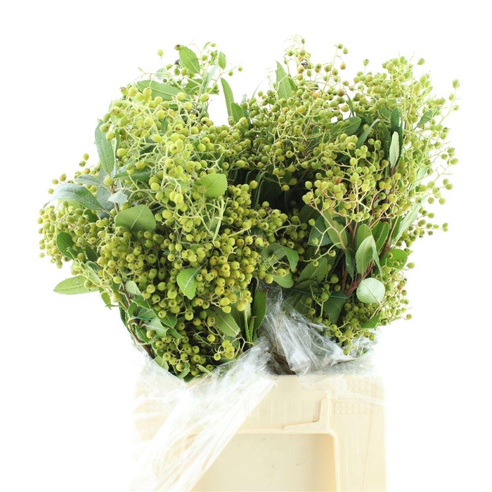 <h4>Photinia Bes Green 200 Gram</h4>