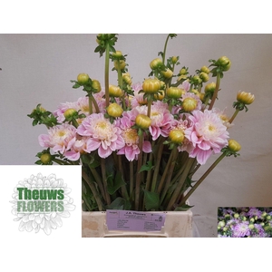 DAHLIA SWEET LOVE DAHL DEC SWEET LO
