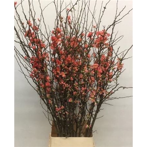 CHAENOMELES SUPERBA