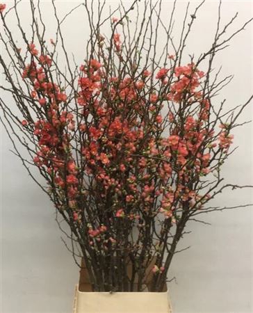 CHAENOMELES SUPERBA